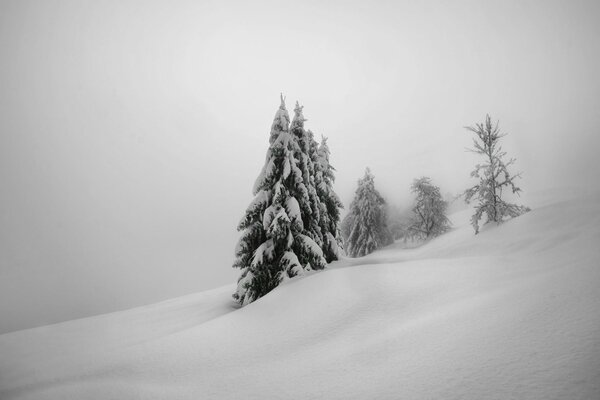 Winter nature, Christmas trees in the snow