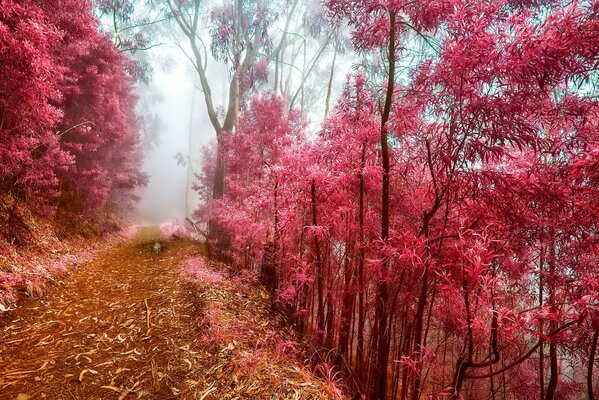 Forêt rouge automne dans le brouillard