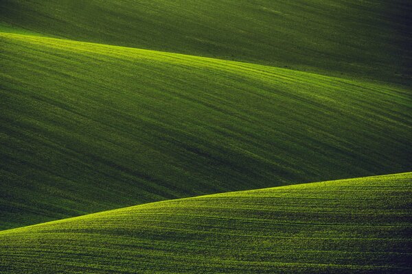 Grüne Felder der unberührten Natur