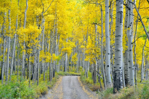 Autumn road in a birch grove