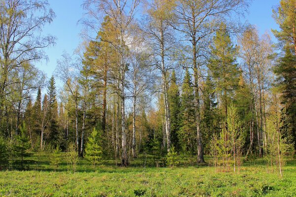 Foresta autunnale russa su uno sfondo di cielo limpido