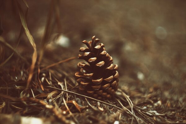 Macro shooting of cones in the forest