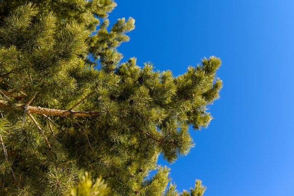 Pine tree against a bright blue sky