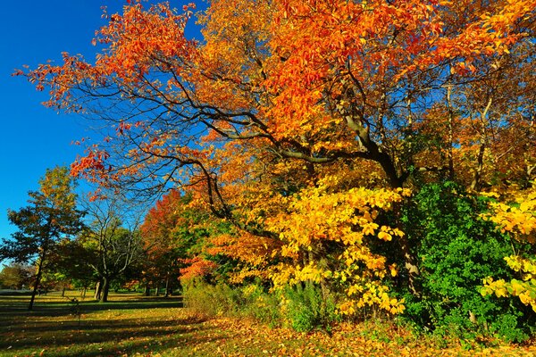 Herbstbäume vor dem Hintergrund eines hellen, blauen Himmels