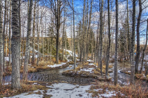 A stream in the spring forest among the melted snow