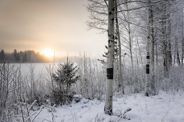 Winter verschneiten Morgen auf dem Feld