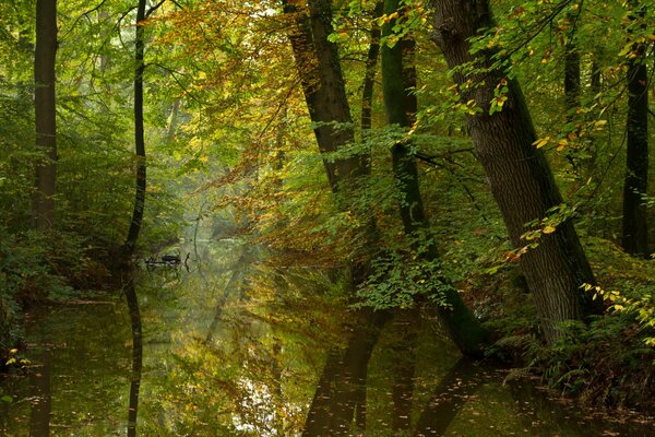 Fiume calmo nella foresta autunnale