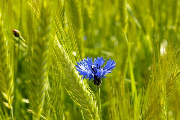 Fleur des champs avec des épis