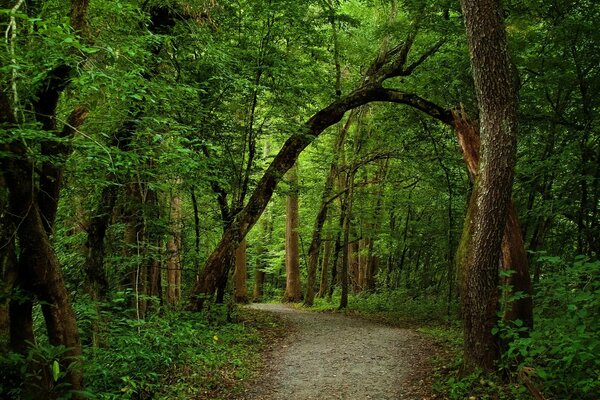 A path in a green forest