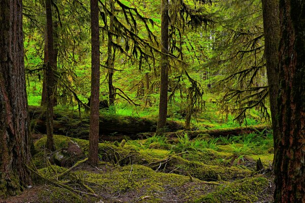 Das Dickicht des Moos an den Bäumen im Wald