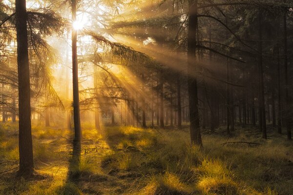 Los rayos del sol de otoño iluminan el pinar