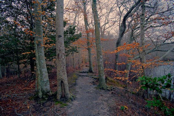 A path near the lake in the autumn forest