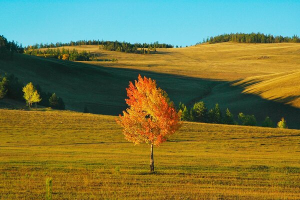 A lonely tree with orange foliage in a field