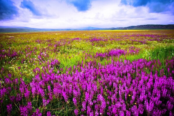 Meadow flowers against the sky