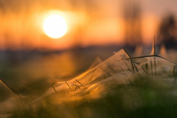 Cobwebs in the grass at sunset