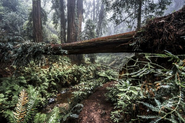 A fallen tree in the forest thickets