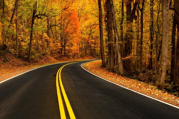 Bunter Herbst . Ein Spaziergang an der Straße