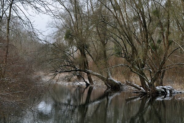 Fiume nella foresta invernale