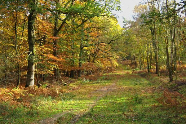 Sendero en el bosque paisaje de otoño