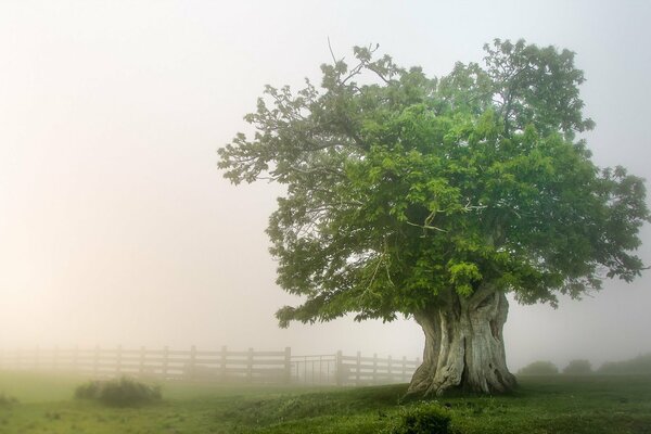 Eine einsame Eiche im dichten Nebel