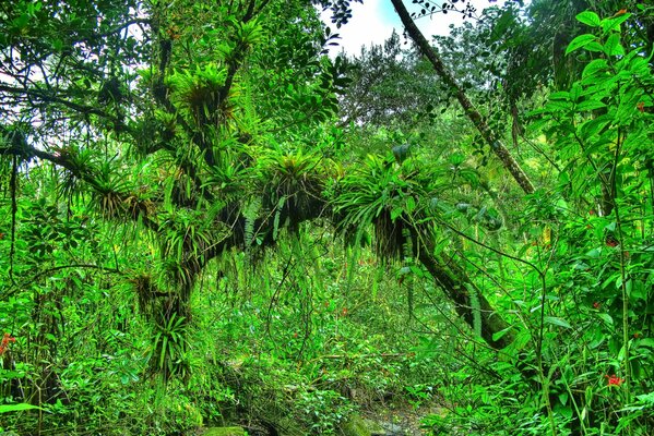 Beautiful thickets of green forest