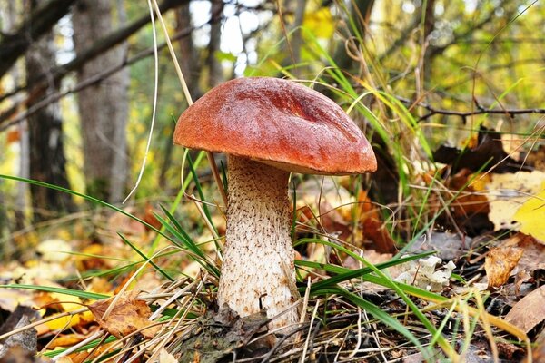 Dans la forêt, un grand borovik rouge