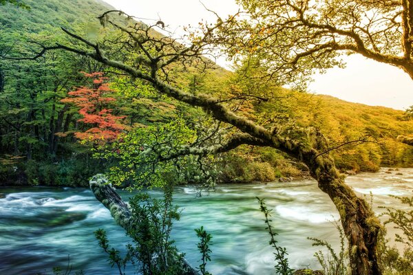 Beautiful nature. Mountain river. Tree with moss