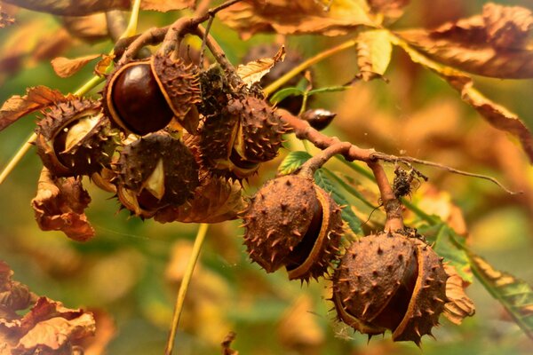 Makro von reifen Herbstkastanien auf einem Ast