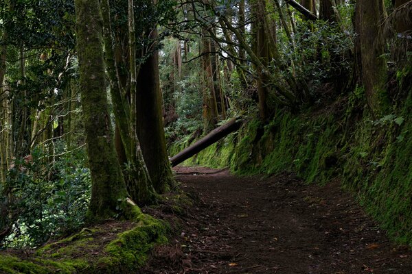 Los pintorescos bosques de las Azores