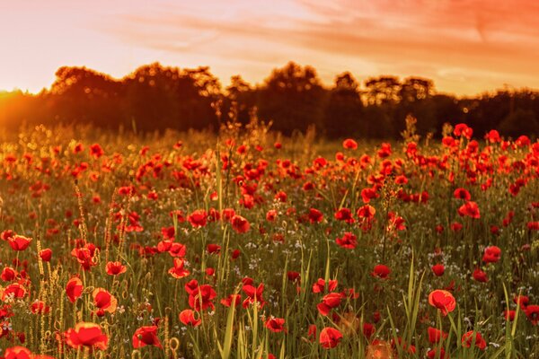 Rote Mohnblumen auf dem Hintergrund des Sonnenuntergangs in England