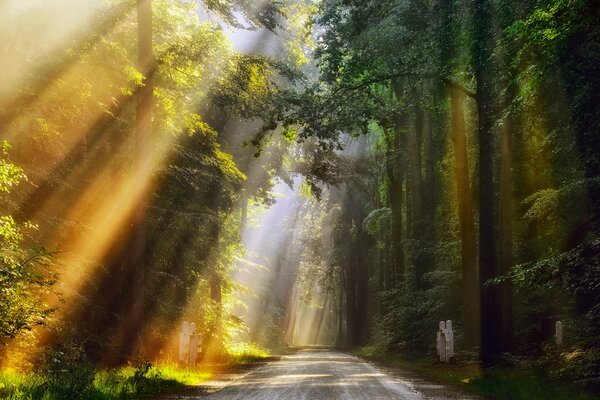 The morning sun in the summer forest