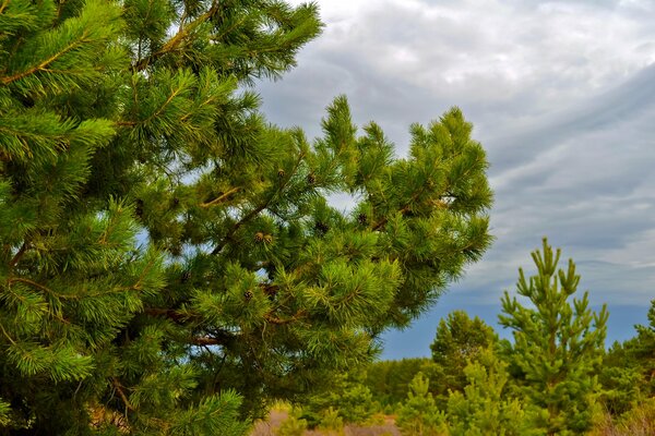 Pine forest on the background of a cloud