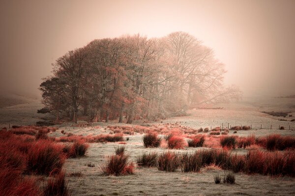 Red grass and trees with red leaves