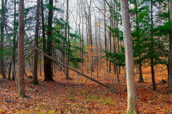 Bosque de otoño con una alfombra de follaje de colores caídos