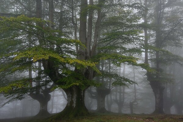 Forêt brumeuse. Paysage naturel