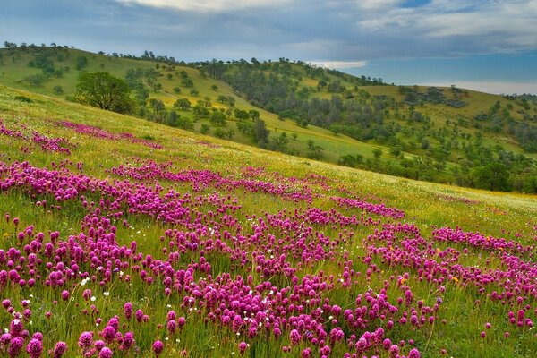 Meadow with pink flowers on the hillside