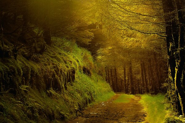 Serata autunnale nella foresta di conifere