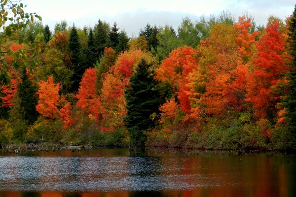 Autumn forest around a calm lake