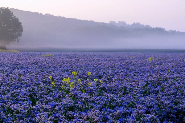 Niebla lila sobre la plantación de flores