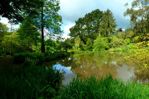 Es gibt viele Bäume im Wald im Park und manchmal gibt es einen Teich