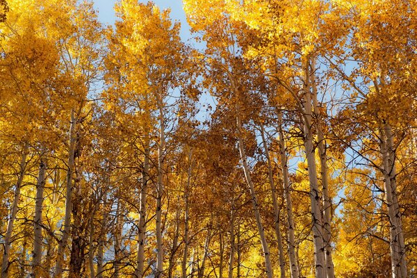 Autumn tent made of trees