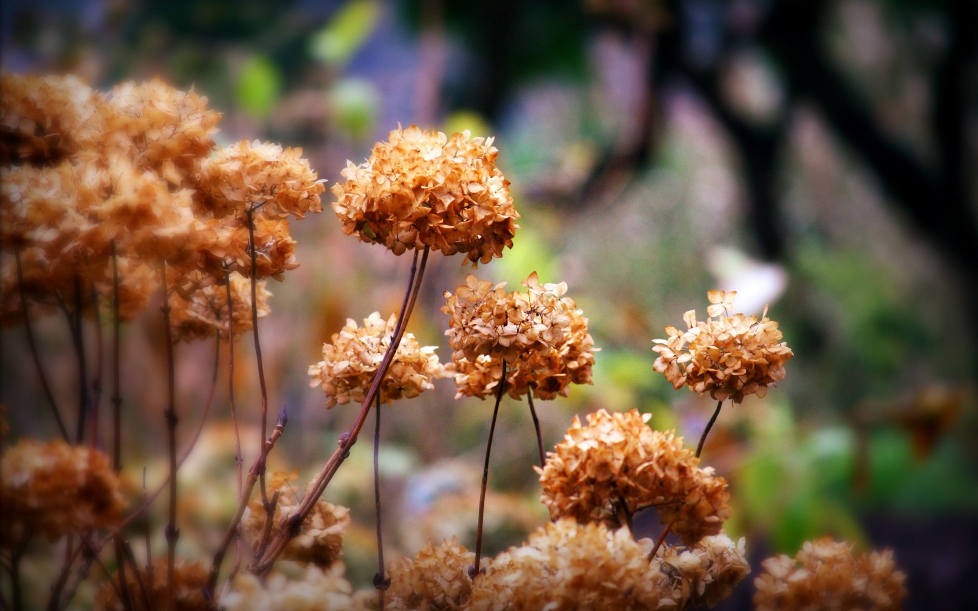 erba piante fiori secco autunno infiorescenze