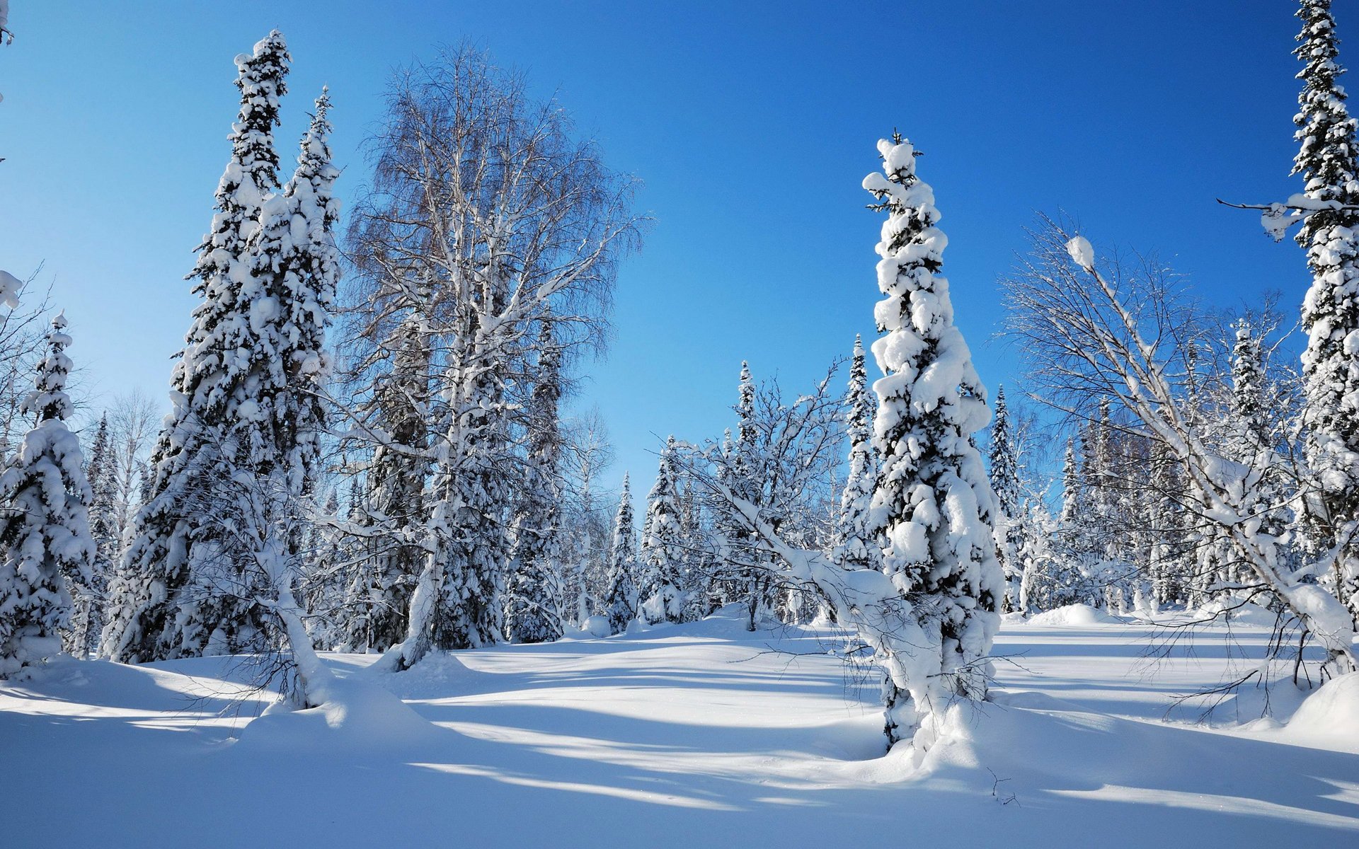 himmel morgen wald tanne winter schnee frost bäume weihnachtsbaum schneeverwehungen