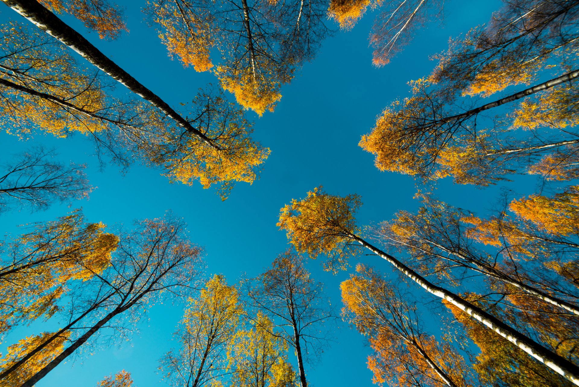 naturaleza otoño árboles cielo