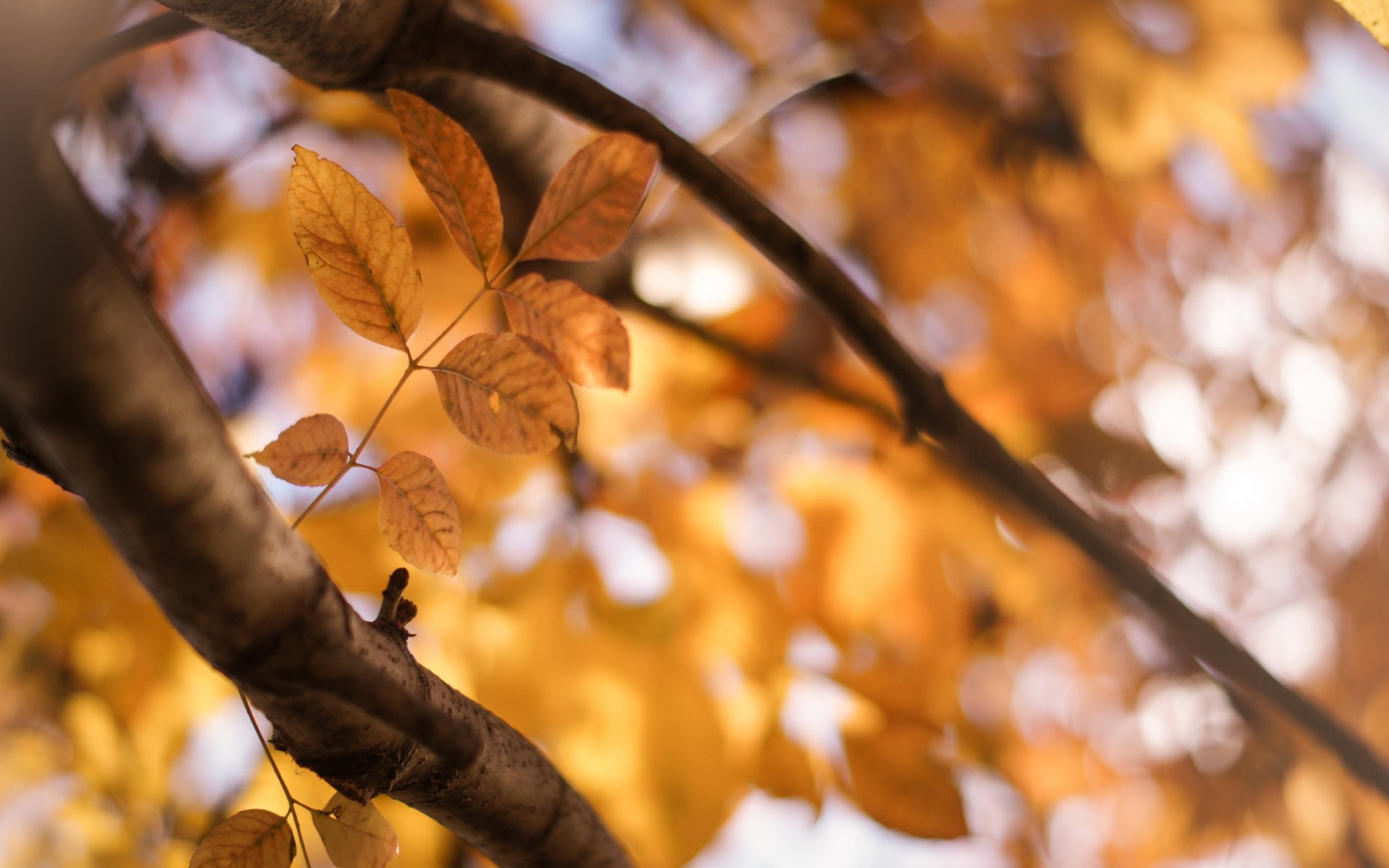 leaves branches autumn nature