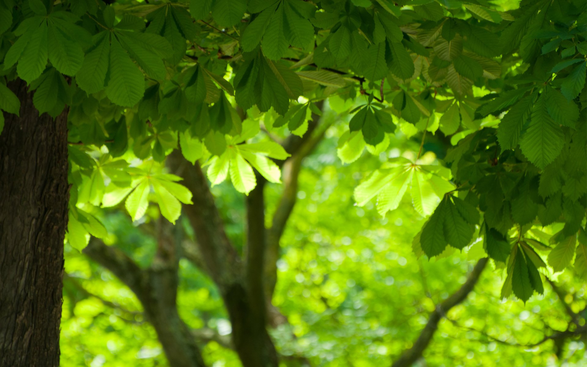 árboles verdes hojas