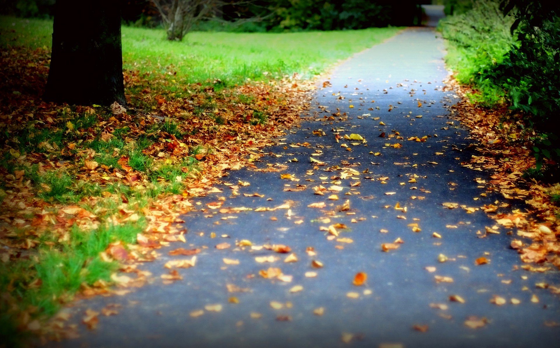 nature forest park trees leaves colorful road autumn fall colors walk