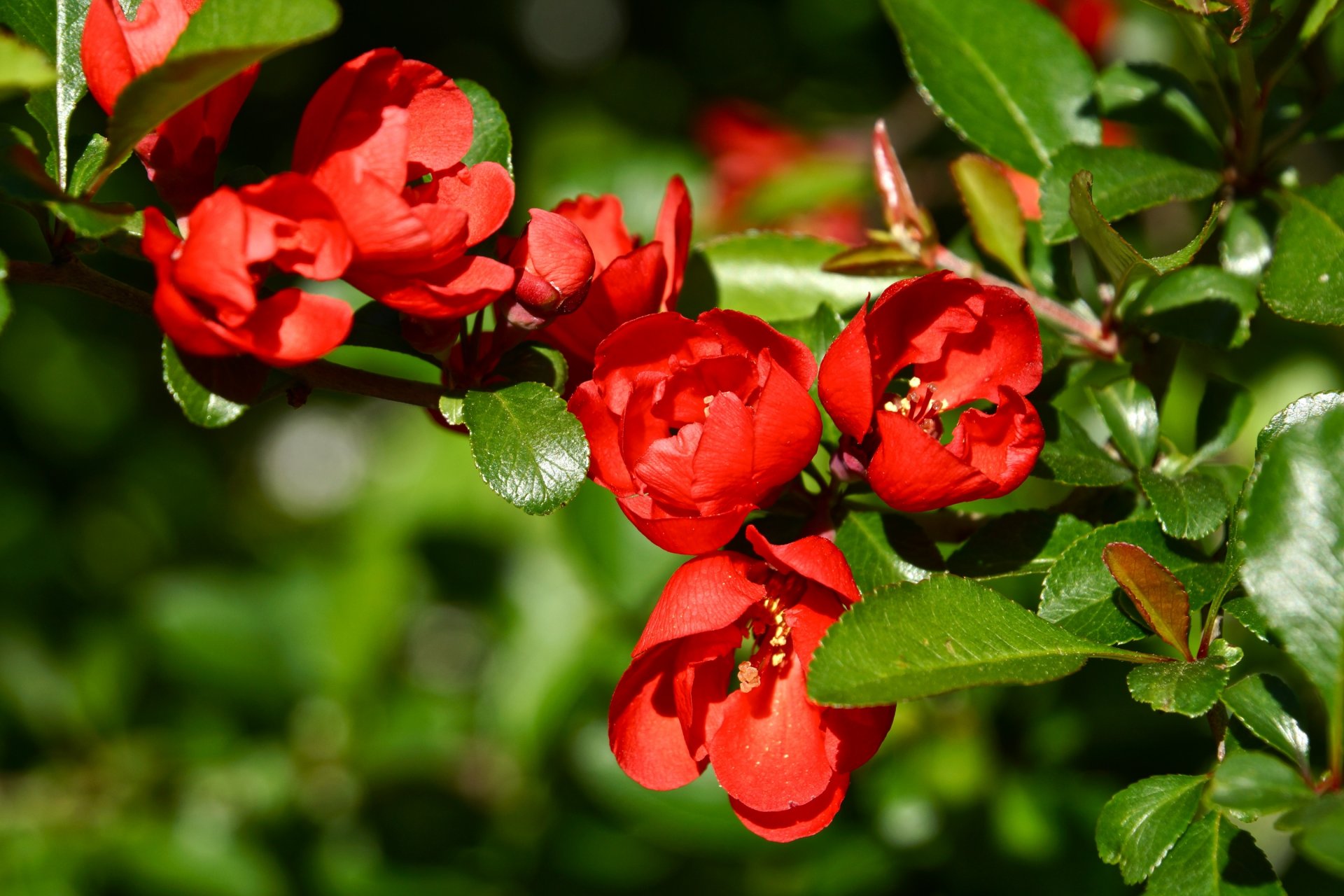 quitte zweig blüte