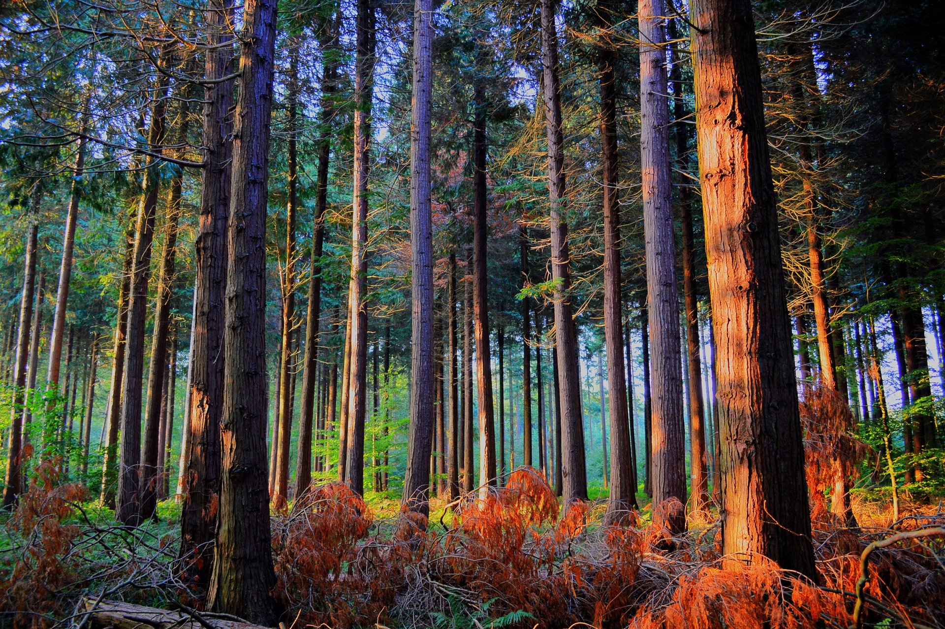 forêt arbres soleil automne