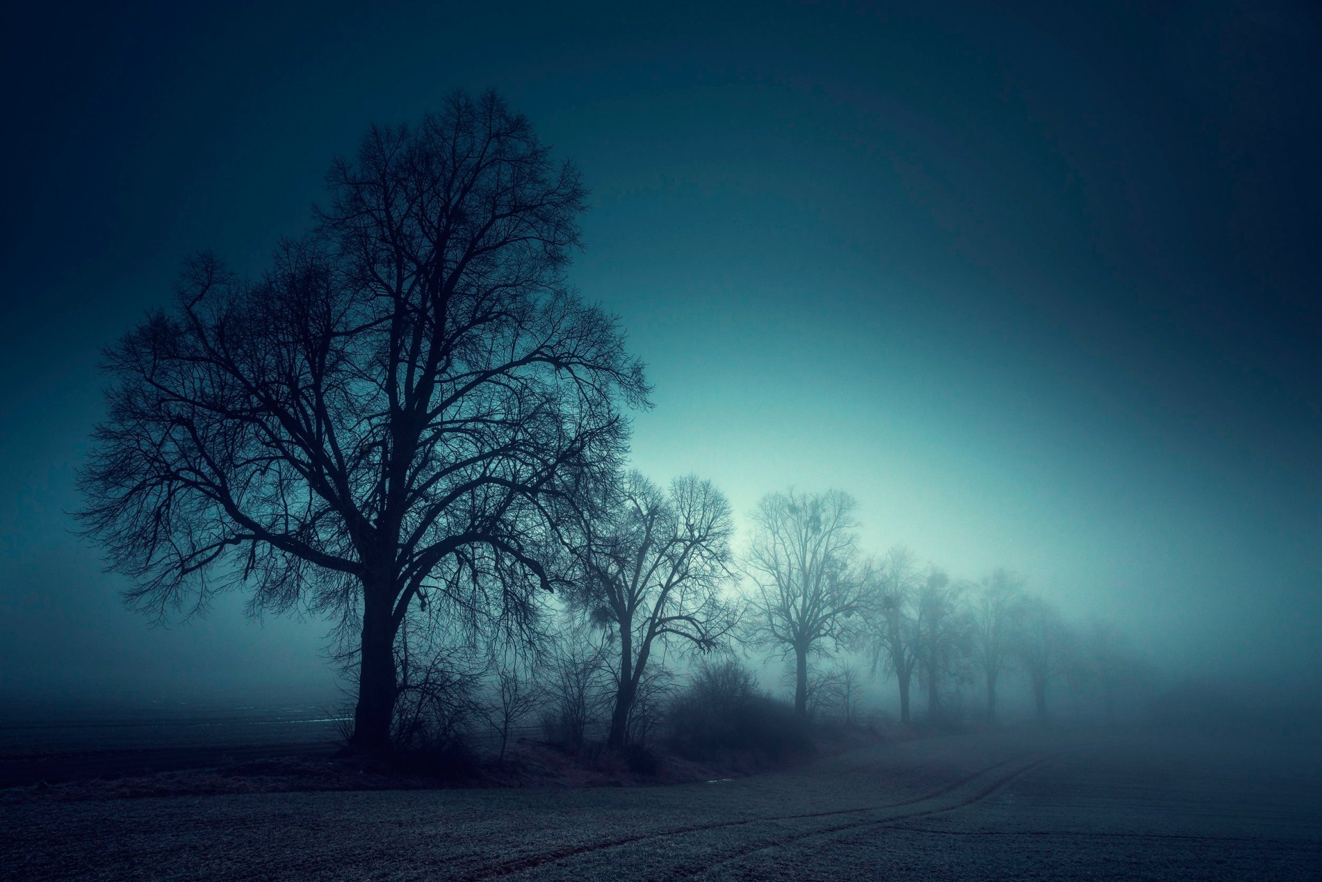 niebla árboles campo